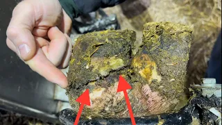 HOW can we REMEDY this COWS CRACKED HEEL??