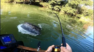 Incredible fight with a giant catfish!/ Monster fish from a small river!