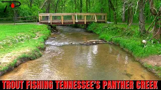 Trout Fishing Tennessee's Panther Creek