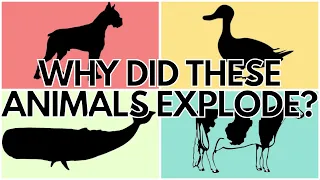 A Weirdly Long List of Exploding Animals