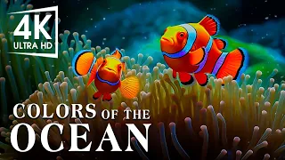 The Best 4K Aquarium - The Colors of the Ocean, The Sound Of Nature #8