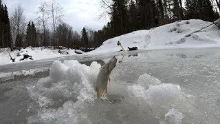 Трудовой хариус весной.