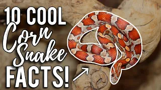 10 COOL CORN SNAKE FACTS! 🐍 | Learn All About Reptiles!