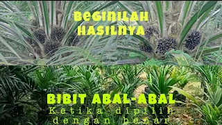 Pemilihan bibit yang benar, kunci sukses dalam menanam bibit sawit cabutan/abal-abal || RIYOS TV