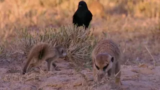 Thief Tries to Steal from Baby Meerkat | BBC Earth