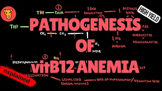 Pathogenesis of VIT B12 Deficiency anemia Mechanism of Clinical symptoms