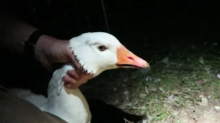 Trying to Save Our Goose- Goose Vent Prolapse Reduction
