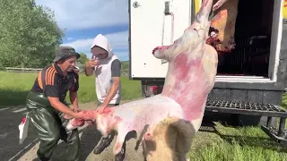 HOW TO PROCESS A SHEEP. Doon & The boys 21/11/21 Te Ākau, New Zealand