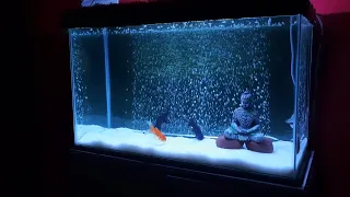 How to Make Air Bubbles Wall for Aquarium | Oxygenating tank with 2.5 feet Air bubbles wall