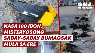 Nasa 100 ibon, misteryosong sabay-sabay bumagsak mula sa ere | GMA News Feed