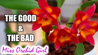 Pros and Cons of growing Cattleya Orchids in a home