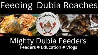 How To Successfully Feed A Dubia Roach Colony in 2023-Healthy Food & Habits! (WATCH THESE DUBIA EAT)