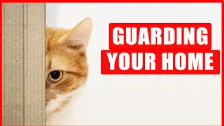 15 Things Cats Do To Protect You and Their Home