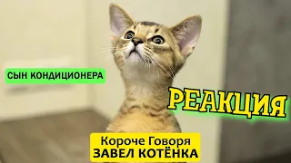 РЕБОРН СМОТРИТ ► КОРОЧЕ ГОВОРЯ, Я ЗАВЕЛ КОТЕНКА ► РЕАКЦИЯ НА ТИМ ТИМ