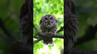 Barred Owl pair calling and caterwauling. #Owl