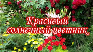 Красивый солнечный цветник.Цветник непрерывного цветения.Сад.Дача.Своими руками.