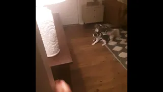 Dog tries to get cat to chase him
