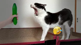 😹🤣 Funniest Cats and Dogs Videos 😘🐶 Best Funny Animals 2024 #16