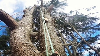 Big Old Growth Himalayan Cedar Tree Dismantle - Piece by piece they drop - Two day climb