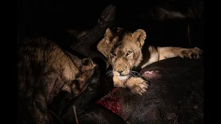 Lions hunt a buffalo