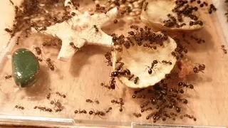 #Ants Messor structor