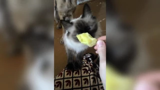 кошка отказывается от еды / собака просит еду