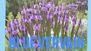 Blue Vervain: Egyptian Alter Plant