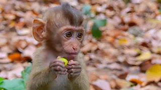 Baby cute monkey