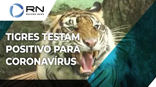 Dois tigres testam positivo para coronavírus na Indonésia