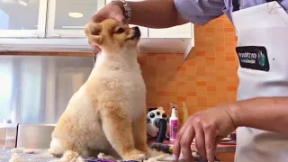 How to Groom a Pomeranian Dog - Haircut Teddy Bear Style | Pet Grooming TV