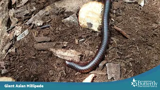 How many legs does a millipede have?