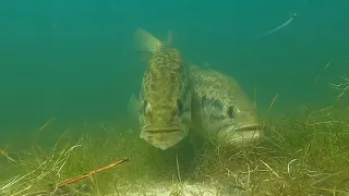 Bass on Bed. Spawning Bass. Awsome Underwater Footage.