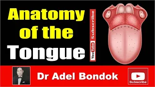 Anatomy of the Tongue, Dr Adel Bondok