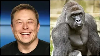 Elon Musk Drops Harambe Rap Song