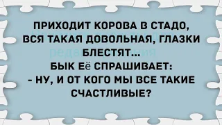 Приходит корова в стадо, вся такая довольная. Подборка веселых анекдотов! Приколы!