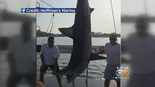 Massive Mako Shark Reeled In Off The Coast Of NJ