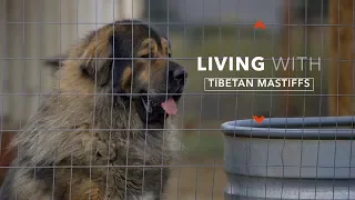 ALL ABOUT LIVING WITH TIBETAN MASTIFFS