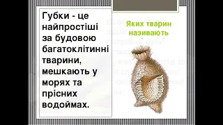 Еко-проєкт "Губки-примітивні багатоклітинні тварини"