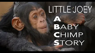 Little Joey: A Baby Chimp Story