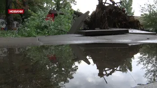 У парку загинули 2 людей: у Львові через буревій дерево впало на молоду пару