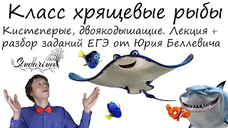 Класс хрящевые рыбы. Акулы. Двоякодышащие, кистеперые. Лекция и разбор заданий от Юрия Беллевича