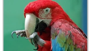 Попугай пародирует телефонный звонок!
