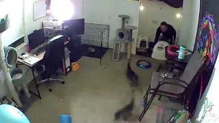 CAT ATTACKS MAN