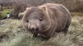 The best Wombat Movie ever been made!!!