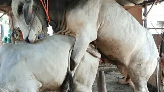 OMG!!!#Cow meeting #Cow Crossing.....HAPPY VALENTINE'S DAY 😘😘😘.......