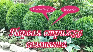 Первая Обрезка Самшита Весной.Основной Уход.Обработки.Полив.Нюансы стрижки.Уход за садом в Апреле.