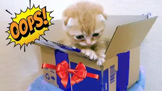 Маленький котенок из коробки как назвать малыша? Little kitten out of the box