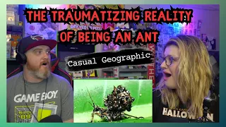 Casual Geographic The Traumatizing Reality Of Being An Ant @mndiaye_97 | HatGuy & @gnarlynikki React