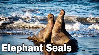 For Elephant Seals, Size Does Matter. The Secret Behind Elephant Seals Migration. Animals Facts