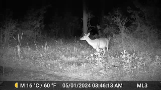 Deer - Wednesday, May 1, 2024 at 3:45 AM